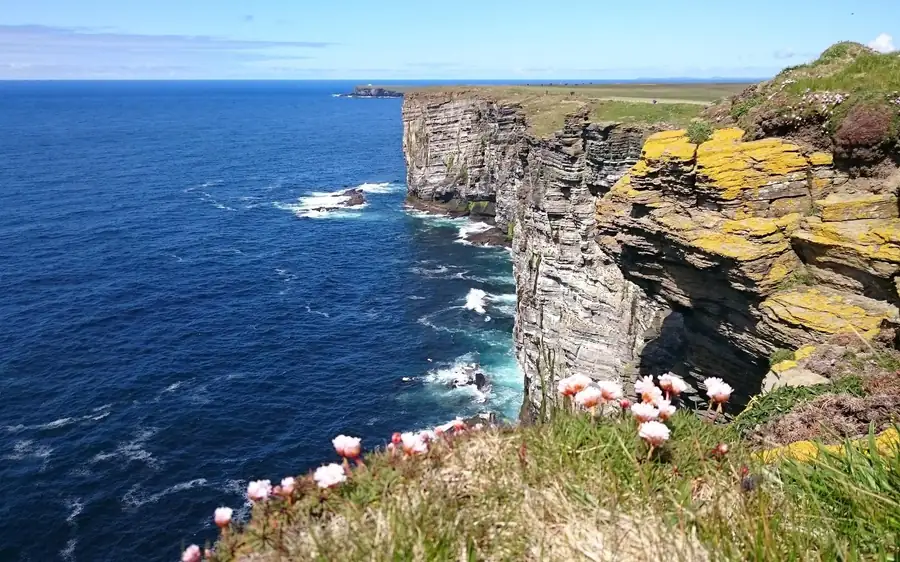 Layered cliffs with yellow lichen above deep blue sea, pink wildflowers in front